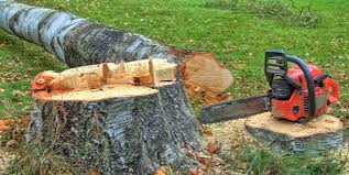 Trusted Clark Mills, NY Tree Services Experts