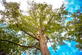 Best Organic Lawn Care Solutions  in Clark Mills, NY