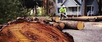 Best Storm Damage Tree Cleanup  in Clark Mills, NY