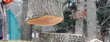 Best Tree Cabling and Bracing  in Clark Mills, NY