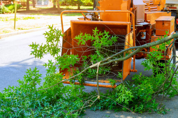 Best Hazardous Tree Removal  in Clark Mills, NY