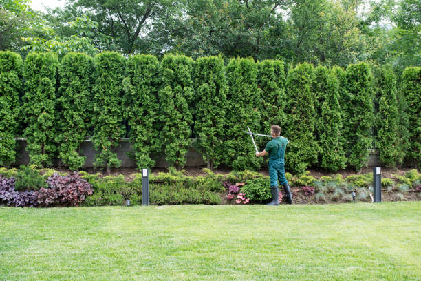 Best Emergency Tree Removal  in Clark Mills, NY