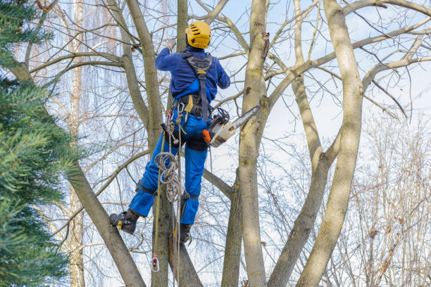 How Our Tree Care Process Works  in  Clark Mills, NY