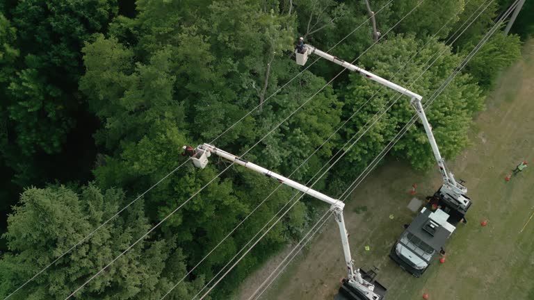 Best Tree Trimming and Pruning  in Clark Mills, NY