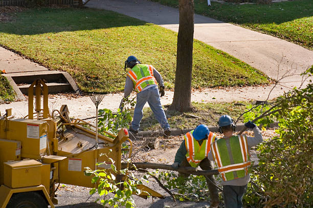 Best Utility Line Clearance  in Clark Mills, NY