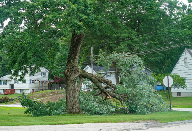 Best Tree Health Inspection  in Clark Mills, NY