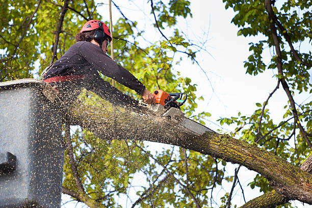 Best Hedge Trimming  in Clark Mills, NY